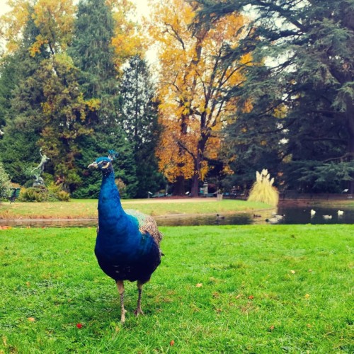 Tarbes - Jardin Massey